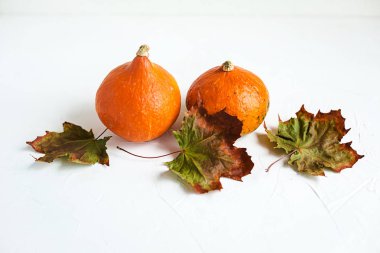 Bazı taze turuncu kabak ve kuru akçaağaç yaprakları beyaz beton zemin üzerine, kopya alanı. Sonbahar konsepti, hasat zamanı.