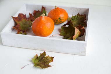 Beyaz ahşap tepsi üzerinde iki taze turuncu kabak, Kuru akçaağaç yaprakları. Sonbahar konsepti