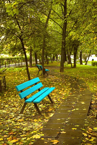 Padon Park Kültéri Eső Őszi Nedves Sárga Száraz Juharlevél Esős — Stock Fotó