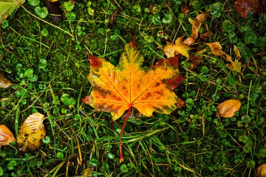 Islak akçaağaç sarı ıslak yere bırakır. Açık, sonbahar kavram. Yağmurlu hava.