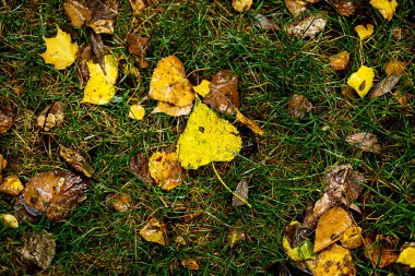 Sarı ıslak ıslak yere bırakır. Açık, sonbahar kavram. Yağmurlu hava.