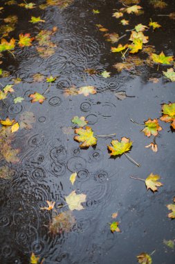Sonbahar yağmur. Bazı sarı su birikintisine, üstten görünüm bırakır. Yağmur damlaları.