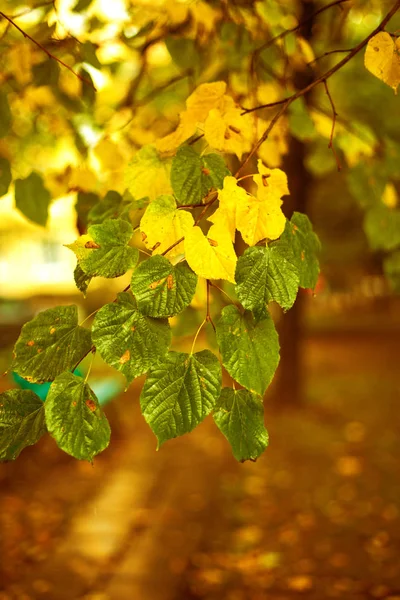 Fák Száraz Sárga Levelekkel Ősz Kezdete Esőcseppek Nedves Időjárás — Stock Fotó