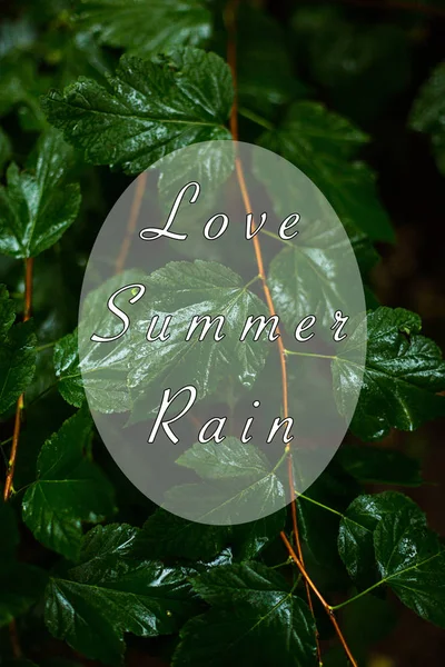 Φόντο Πράσινο Υγρά Φύλλα Βροχερός Καιρός Κείμενο Αγάπη Καλοκαιρινή Βροχή — Φωτογραφία Αρχείου