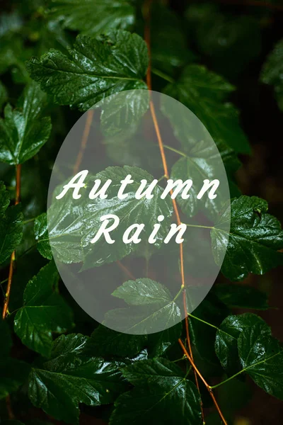 Green Wet Leaves Background Rainy Weather Text Autumn Rain Vertical — Stock Photo, Image