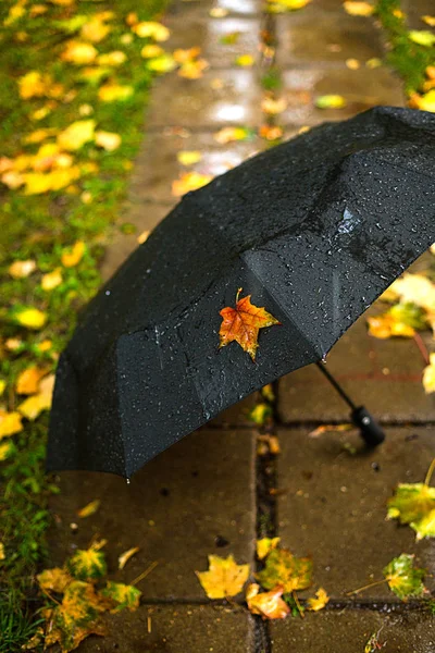 秋天的季节 下雨的天气 黑色雨伞 公园或木头 潮湿的地面和黄色的叶子 — 图库照片