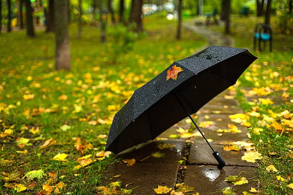 Осінній Сезон Дощова Погода Чорна Парасолька Парк Або Дерево Прогулянка — стокове фото