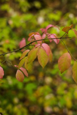 Ormandaki aytumn başlangıcı. Sarı yapraklar ve biraz ot. Gündüz.