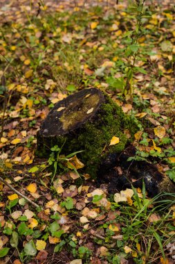 Ormandaki aytumn başlangıcı. Sarı yapraklar ve biraz ot. Gündüz.
