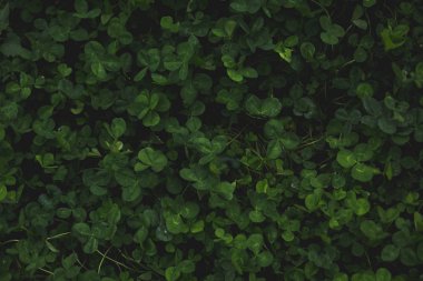 Arka plan bir yeşil yonca otu. Yaz veya bahar sezonu. Kopya alanı.