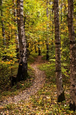 Ahşap veya park yolundaki. Gitmek için yol. Sonbahar sezonu. Gündüz.
