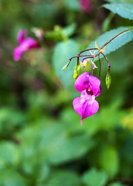 Pembe çiçekler ormanın içinde. Gündüz, doğa. Yaban hayatı. Sonbahar veya yaz sezonu. . Sopy alanı.
