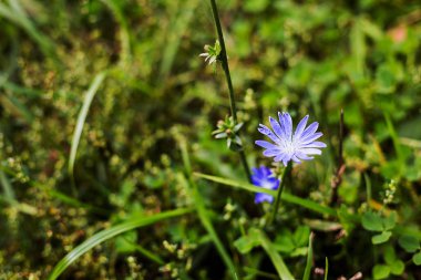 Ahşap, yeşil çim mavi peygamber çiçeği. Yaz, yaz.