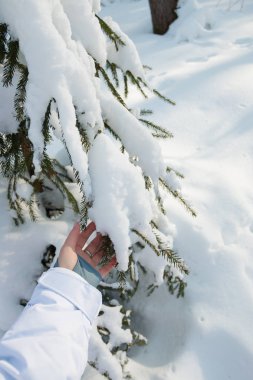 Kış orman, güzel manzara. Tatil kavramı. Kar, soğuk. Park açık,.
