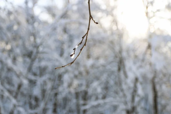 Winter Forest Beautiful Landscapes Holiday Concept Snow Cold Outdoor Park — Stock Photo, Image