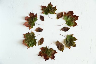 Sonbahar kuru akçaağaç bir daire içinde beyaz zemin üzerine, üstten görünüm oranged bırakır. Kopya alanı