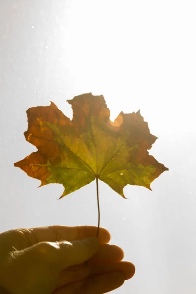 Kezében Egy Száraz Maple Leaf Napos Őszi Szezon Másolja Hely — Stock Fotó