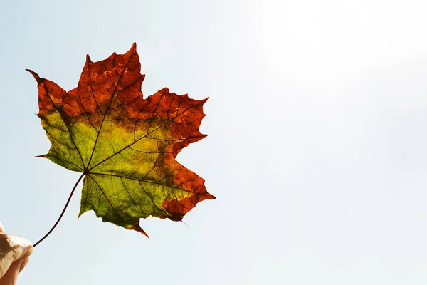 A hand holding a dry maple leaf, the sunny sky, autumn season. Copy space