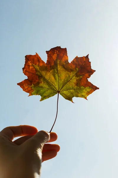 Kezében Egy Száraz Maple Leaf Napos Őszi Szezon Másolja Hely — Stock Fotó