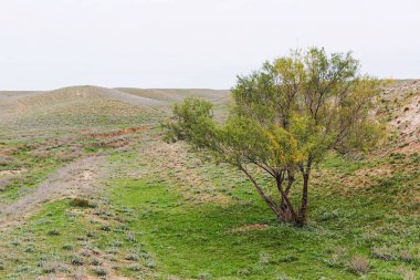 Bozkır sonbahar, gün ışığı, kum ve kuru ot. Zemin, Blu gökyüzü, kırmızı manzara. Macera kavramı.