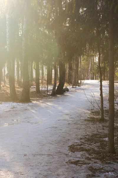 Winter forest at sunny weather with snow in the ground. Beautiful landscape, high trees and long paths. Early spring.