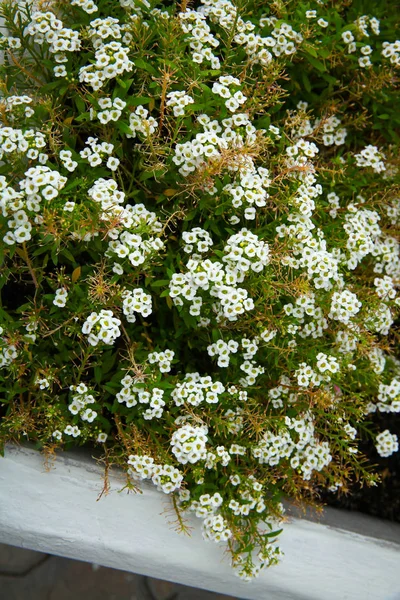 Some tiny white flowers near the road — Stock Photo, Image