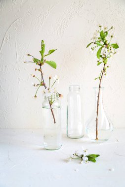 Ağaç dalları cam şişelerde beyaz arka plan üzerinde bahar. Küçük yeşil yaprakları ve vazolar suya.
