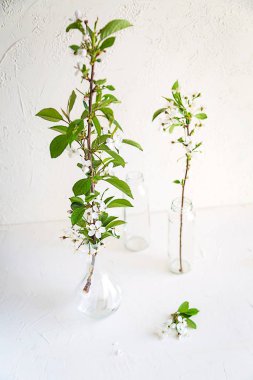 Ağaç dalları cam şişelerde beyaz arka plan üzerinde bahar. Küçük yeşil yaprakları ve vazolar suya.
