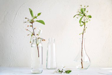Ağaç dalları cam şişelerde beyaz arka plan üzerinde bahar. Küçük yeşil yaprakları ve vazolar suya.