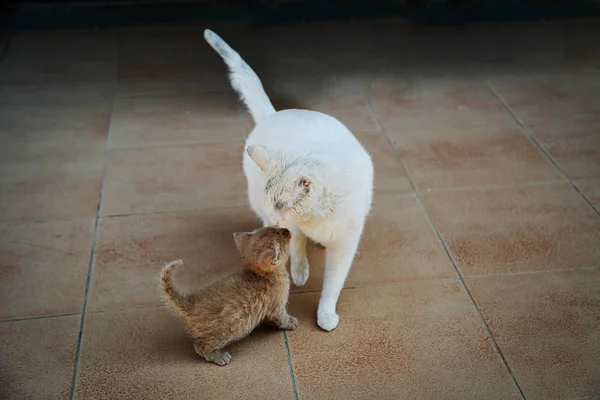 Mamma Katt Och Kattunge Kysser Utomhus Husdjur Vitt Och Ingefära — Stockfoto