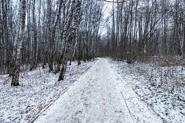 Kış orman yolu veya yol gündüz karla kaplı.