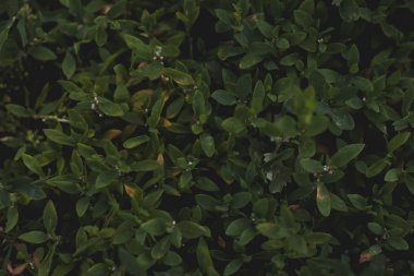 Yaban hayatı bir bozkır gün ışığında yeşil çim görünümünü kadar kapalı. Yaz sezonu.