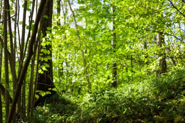 Yeşil çim ve ağaçların park veya ahşap.