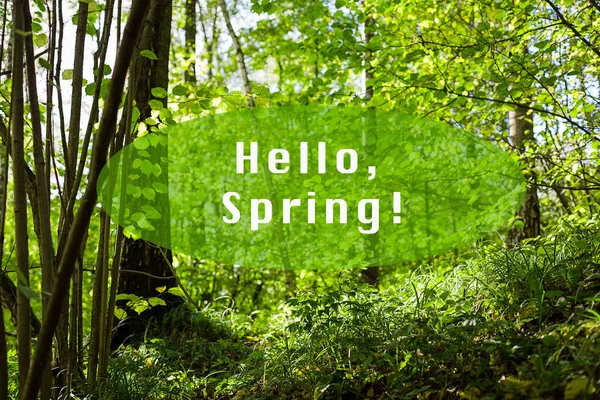 Groen Gras Bomen Het Park Hout Hallo Spring Van Tekst — Stockfoto