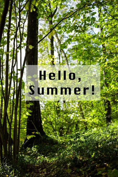 Πράσινο Γρασίδι Και Δέντρα Στο Πάρκο Ξύλο Γεια Σας Καλοκαίρι — Φωτογραφία Αρχείου