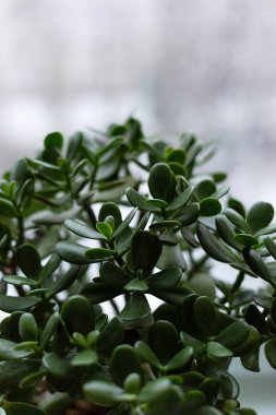 Yeşil para ağacını bir tencerede kenarında var. Wabi Sabi Stylus kalemler iç House. Ev konfor ve minimalizm.