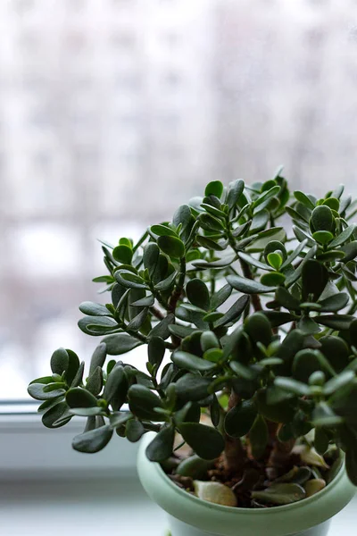 Green money tree in a pot is on the windowsill. Wabi Sabi styli of interior in the house. Home comfort and minimalism.