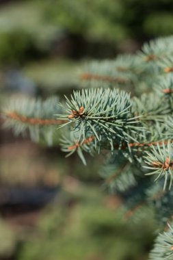 Bahar geliyor ve hepsi yeşil waiking doldu. Tomurcuklar dallar, çim kadar yükselterek.