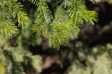 Bahar geliyor ve hepsi yeşil waiking doldu. Tomurcuklar dallar, çim kadar yükselterek.