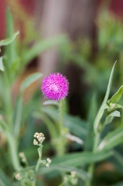 Süt thistle çim görünümünü kadar kapalı. Tıbbi bitki.