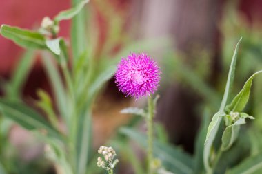 Süt thistle çim görünümünü kadar kapalı. Tıbbi bitki.