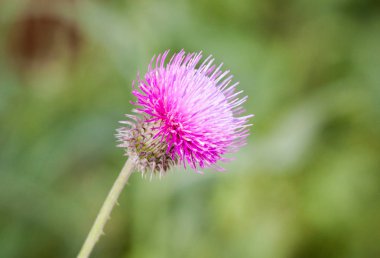 Süt thistle çim görünümünü kadar kapalı. Tıbbi bitki.
