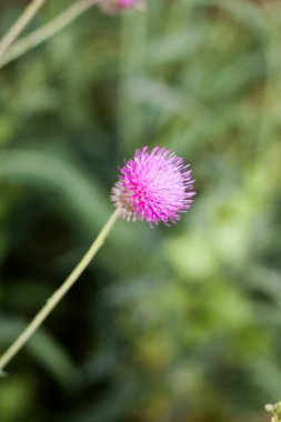 Süt thistle çim görünümünü kadar kapalı. Tıbbi bitki.