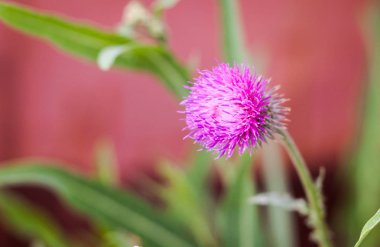 Süt thistle çim görünümünü kadar kapalı. Tıbbi bitki.