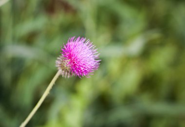 Süt thistle çim görünümünü kadar kapalı. Tıbbi bitki.