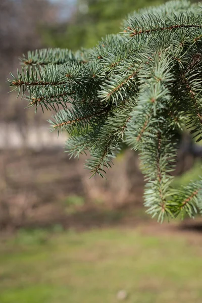 Våren Väg Och Alla Greener Waiking Knopparna Grenarna Gräset Att — Stockfoto