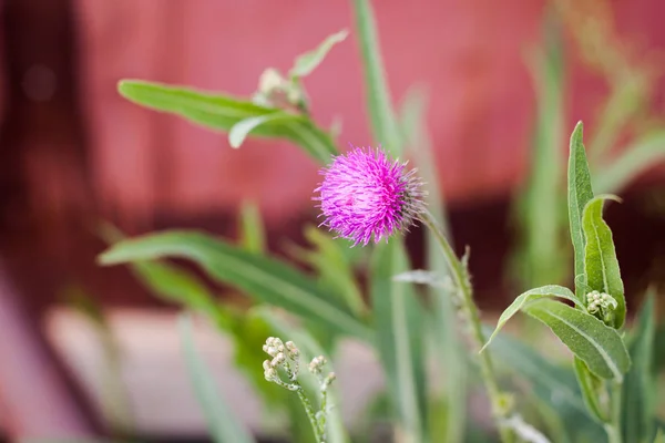 Closed View Milk Thistle Grass Medicinal Herb — Stock Photo, Image