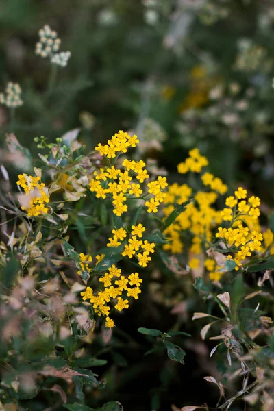 Grass with small yellow flowers in the steppe or medow in summer day.