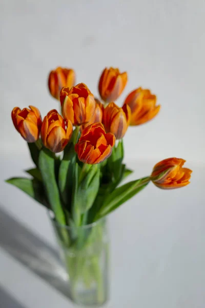 Beyaz bir vazo bahar turuncu lale — Stok fotoğraf