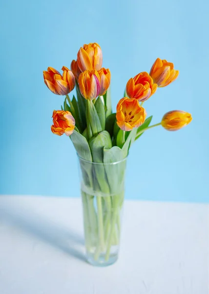 Tulipanes naranja primavera en un jarrón sobre fondo azul — Foto de Stock